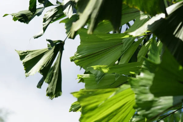 Primer Plano Las Plantas Verdes Aire Libre Durante Día —  Fotos de Stock