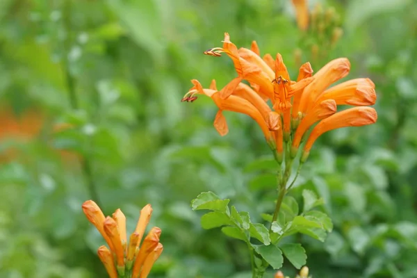 Närbild Färg Blommor Växer Utomhus — Stockfoto