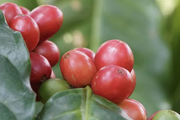 lingonberry açık havada büyüyen yakın 