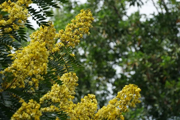 屋外で成長している色の花のクローズアップ — ストック写真