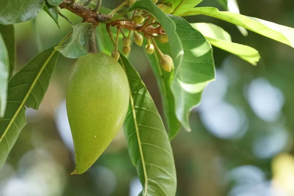 Frutas Exóticas Que Crecen Árbol Durante Día — Foto de Stock