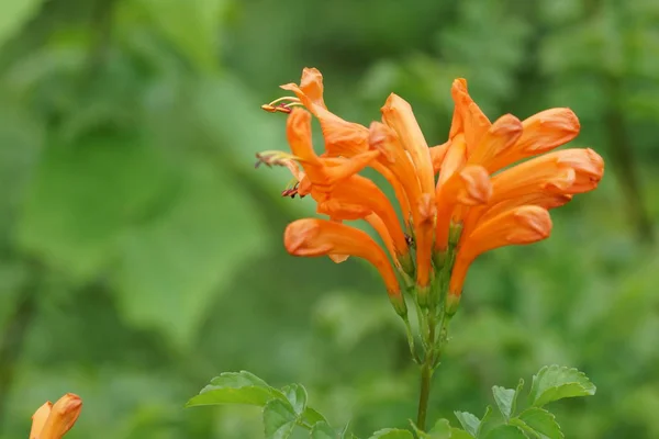 Närbild Färg Blommor Växer Utomhus — Stockfoto