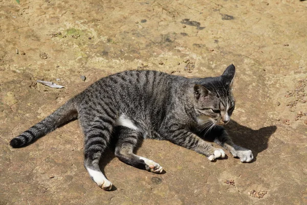 Lindo Gris Gato Relajante Aire Libre — Foto de Stock