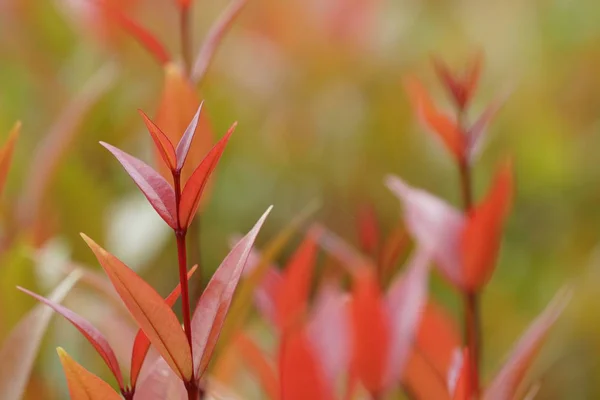 白天彩色植物叶子的特写 — 图库照片