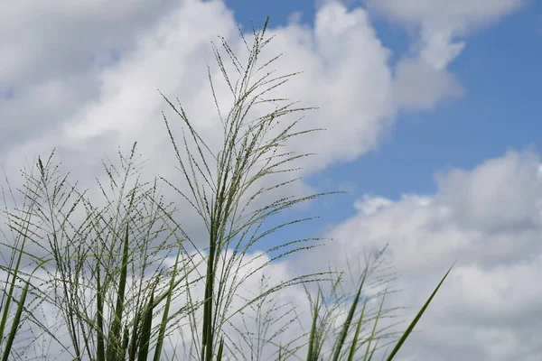 Nahaufnahme Von Grünpflanzen Freien Tag — Stockfoto