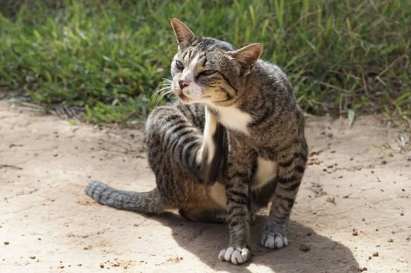 Lindo Gris Gato Relajante Aire Libre — Foto de Stock