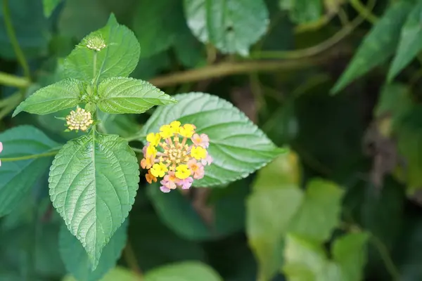Açık büyüyen renk çiçekler yakın 