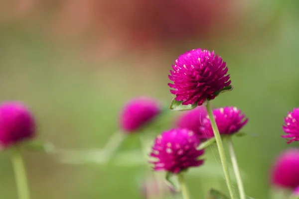 Close Color Flowers Growing Outdoor — Stock Photo, Image