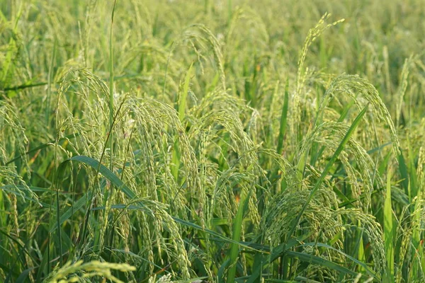 gündüz tarım alanının görünümü