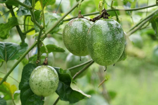 gündüz ağacında büyüyen egzotik meyveler 
