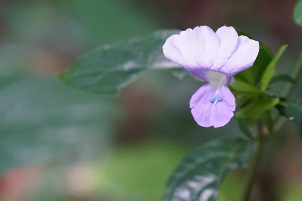 Nahaufnahme Von Farbe Blume Wächst Freien — Stockfoto