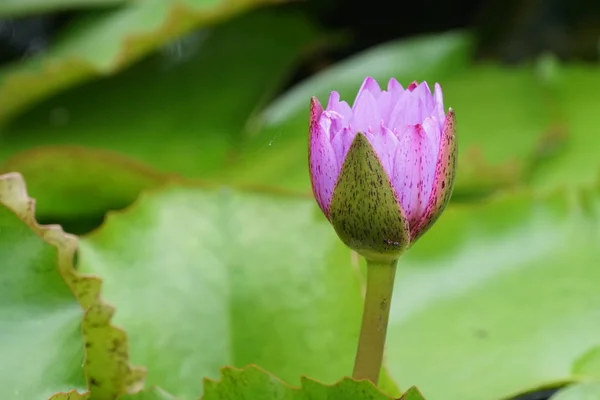 Primo Piano Fiore Giglio Acqua Acqua — Foto Stock