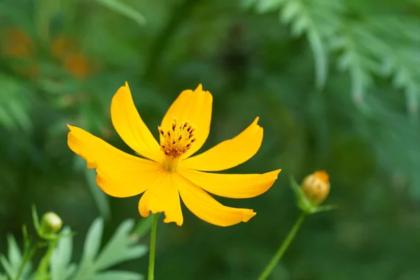 Primer Plano Flores Color Creciendo Aire Libre — Foto de Stock