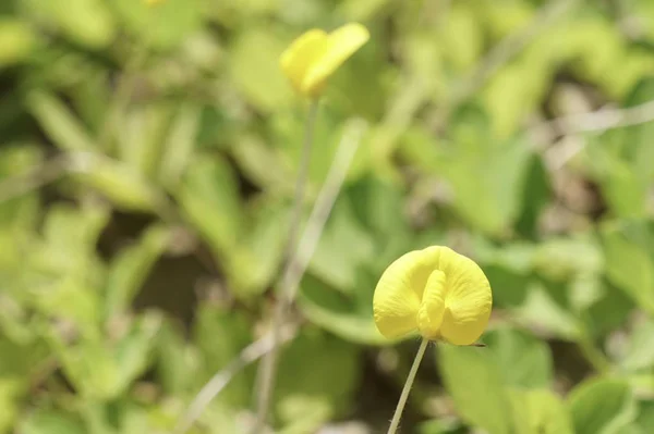 Açık Büyüyen Renk Çiçeği Yakın — Stok fotoğraf