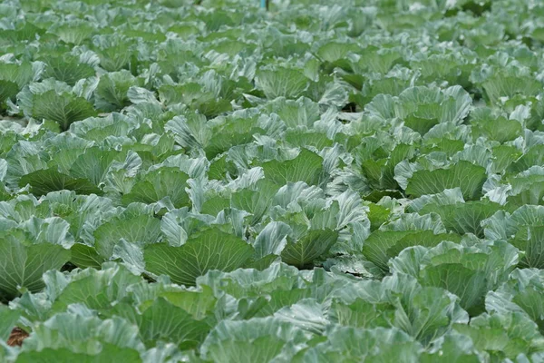 gündüz lahana ile tarım alanı görünümü