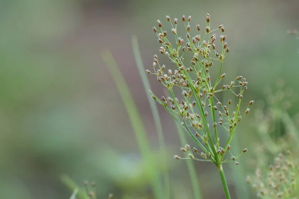 Fermer Les Plantes Vertes Extérieur Jour — Photo