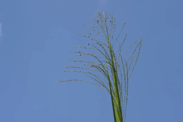 白天户外绿色植物的特写 — 图库照片