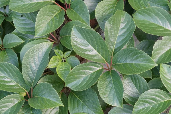 Close Van Groene Planten Buitenshuis Overdag — Stockfoto