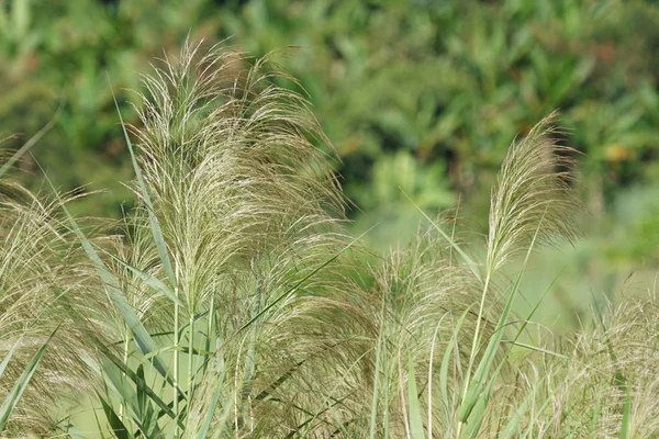 Nahaufnahme Von Grünpflanzen Freien Tag — Stockfoto