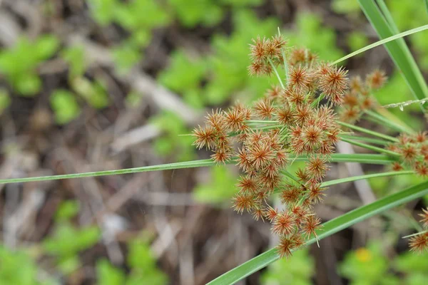 gündüz açık havada yeşil bitkilerin yakın 