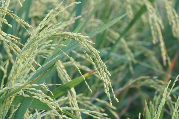 gündüz tarım alanının görünümü