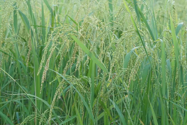 白天的农业田地观 — 图库照片