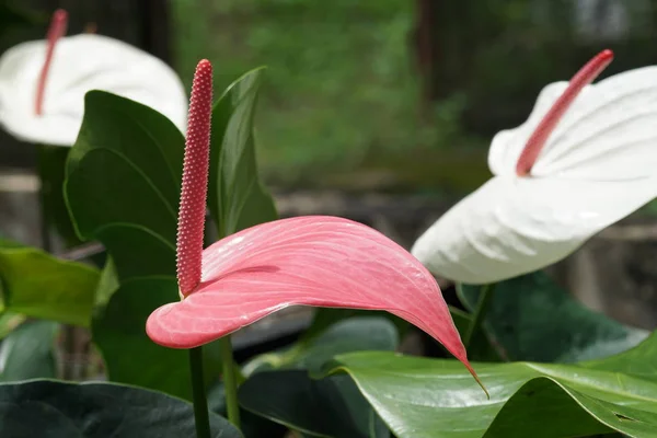 Close Color Flowers Growing Outdoor — Stock Photo, Image