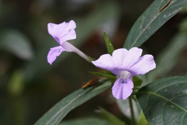 Nahaufnahme Von Farbigen Blumen Die Freien Wachsen — Stockfoto