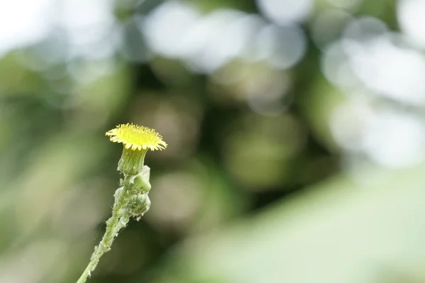 Close Flor Cor Crescendo Livre — Fotografia de Stock