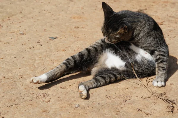 Lindo Gris Gato Relajante Aire Libre — Foto de Stock