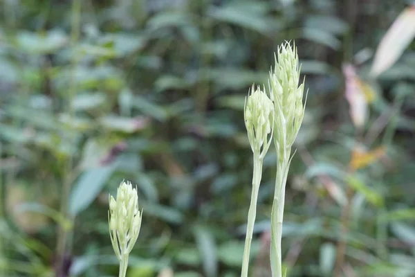 昼間の屋外の緑の植物のクローズアップ — ストック写真