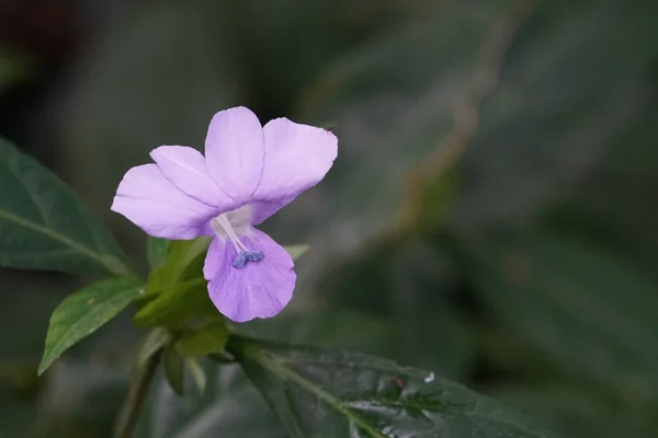 屋外で育つ色の花のクローズアップ — ストック写真