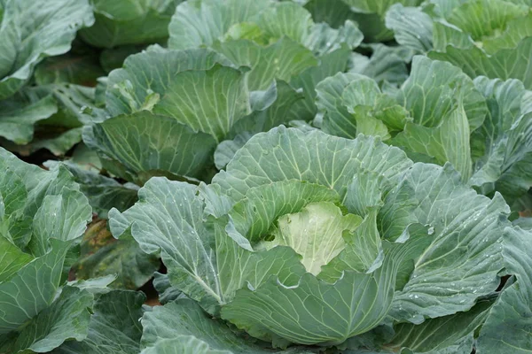 gündüz lahana ile tarım alanı görünümü