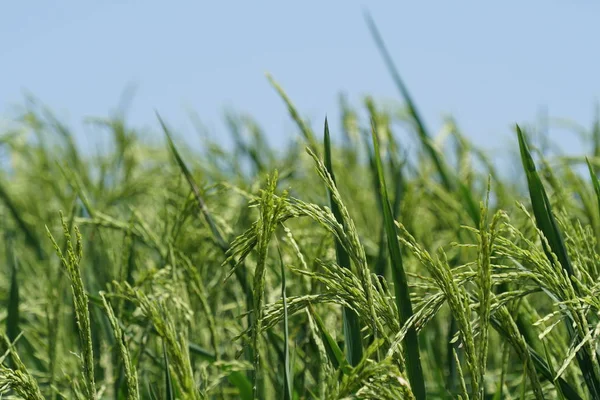 gündüz tarım alanının görünümü