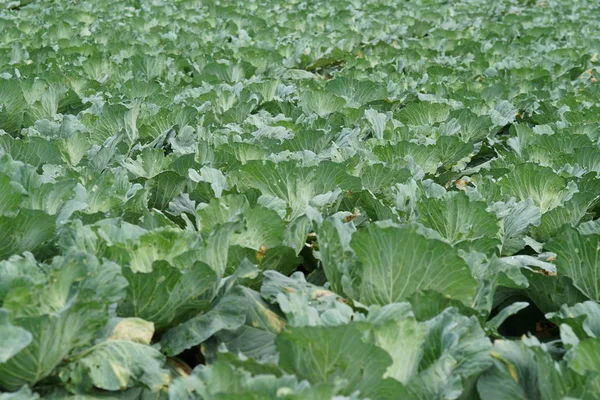 gündüz lahana ile tarım alanı görünümü