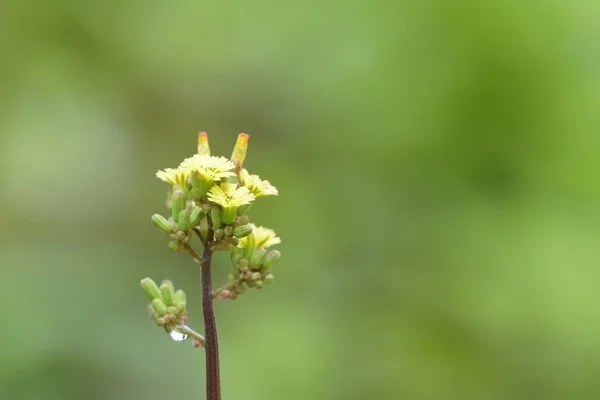 Close Flores Cor Crescendo Livre — Fotografia de Stock