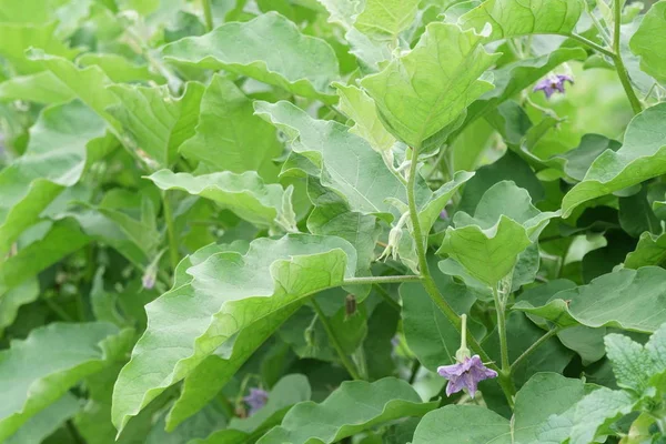 gündüz tarım alanının görünümü