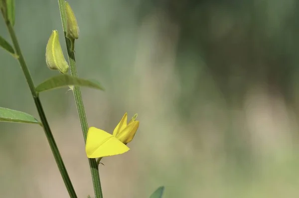 Primo Piano Fiori Colore Che Crescono All Aperto — Foto Stock