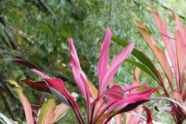 白天彩色植物叶子的特写 — 图库照片