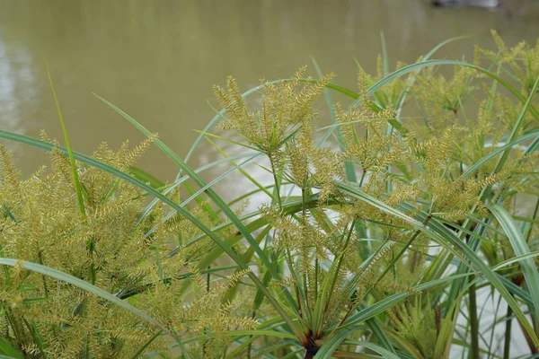 Fermer Les Plantes Vertes Extérieur Jour — Photo