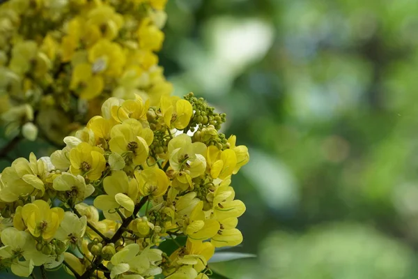 Primo Piano Fiori Colore Che Crescono All Aperto — Foto Stock