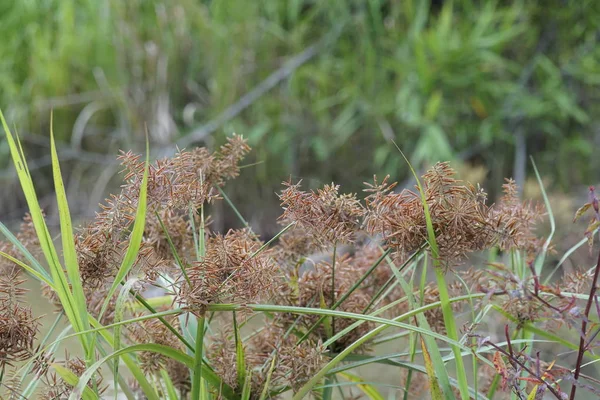 Fermer Les Plantes Vertes Extérieur Jour — Photo