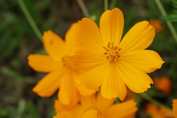 Primer Plano Flores Color Creciendo Aire Libre — Foto de Stock