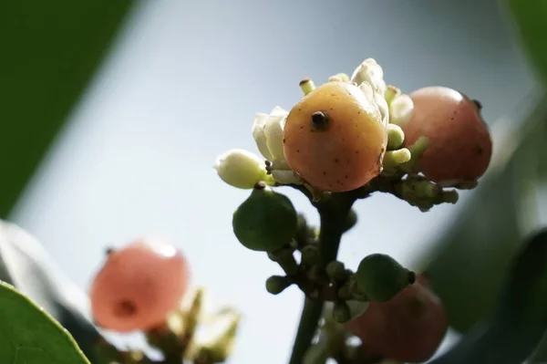 屋外で成長するリンゴンベリーのクローズアップ — ストック写真