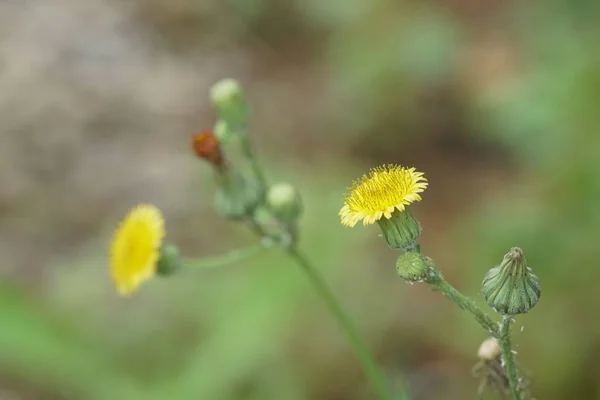 Primer Plano Flores Color Creciendo Aire Libre — Foto de Stock