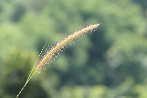 白天户外绿色植物的特写 — 图库照片