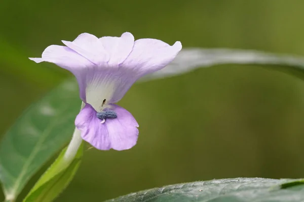 屋外で育つ色の花のクローズアップ — ストック写真