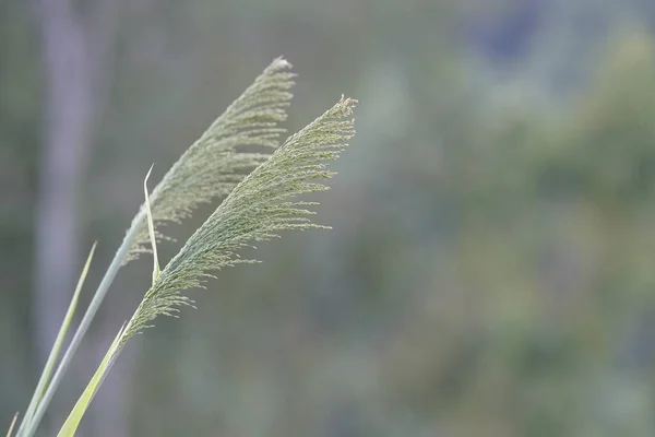 Primer Plano Las Plantas Verdes Aire Libre Durante Día —  Fotos de Stock