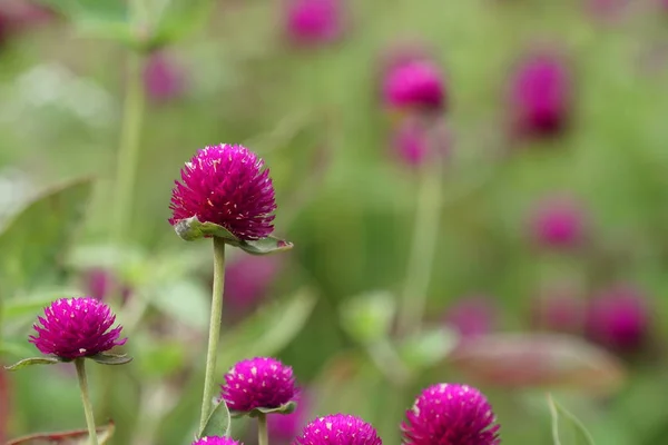 Close Color Flowers Growing Outdoor — Stock Photo, Image