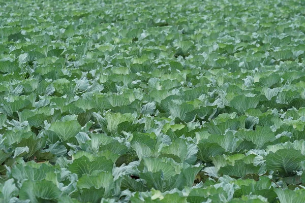 gündüz lahana ile tarım alanı görünümü